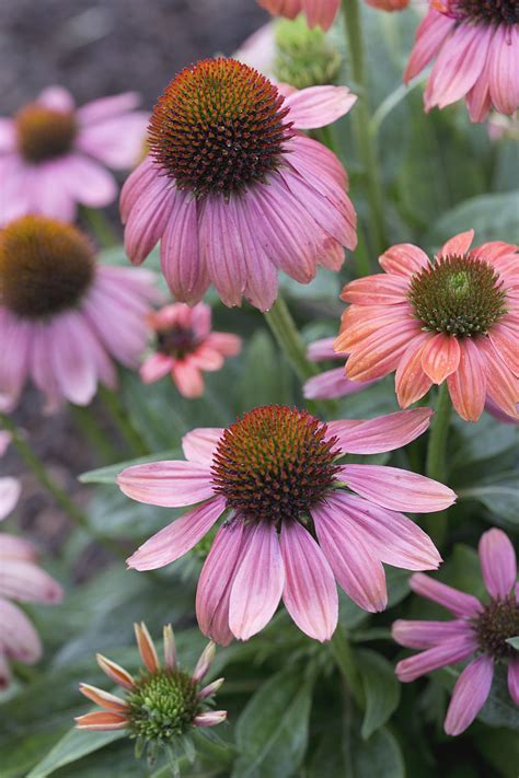 Benefits & Side Effects of Echinacea | Healthfully