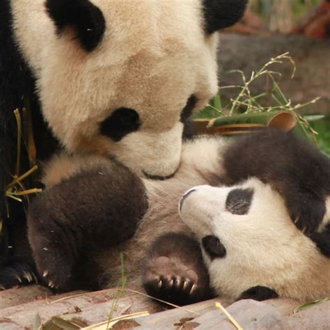 Ouwehands Dierenpark: Biodiversiteit en Avontuur • HollandLifestyle