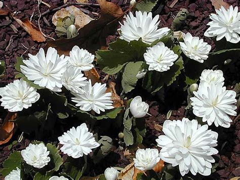 Sanguinaria canadensis Multiplex 0011: Sanguinaria canadensis Multiplex 0011 | Plants ...