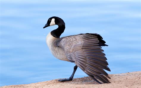 Canada Goose | Audubon Field Guide