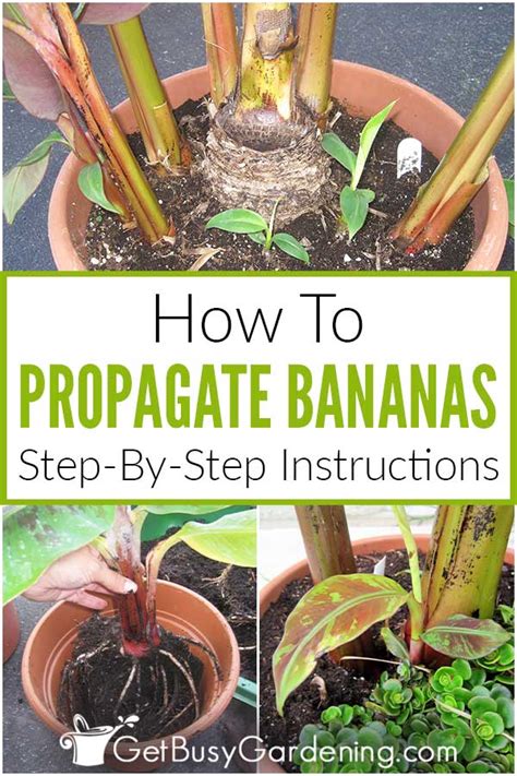 How To Propagate Banana Plants - Get Busy Gardening