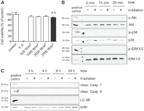 Irradiation of mammalian cells does not induce general and molecular... | Download Scientific ...