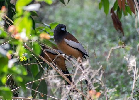 Treepie Bird Perched - Free photo on Pixabay - Pixabay