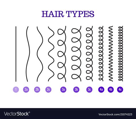 A hair types chart Royalty Free Vector Image - VectorStock