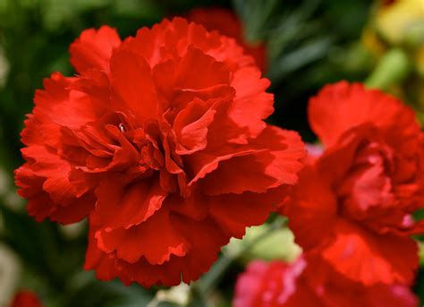 Red Carnations by MissSpocks on DeviantArt