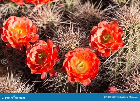 Desert cactus flowers. stock image. Image of hedgehog - 90805537