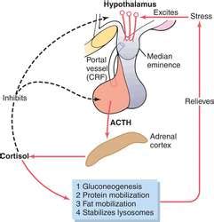 Pituitary acth hypersecretion | definition of Pituitary acth ...