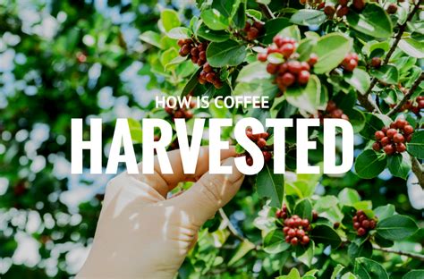 How & When Are Coffee Beans Harvested? | Harvest, Healthy coffee, Beans