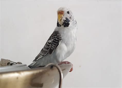 Budgie Rainbow ? - Budgie Pictures - Budgie Community Forums