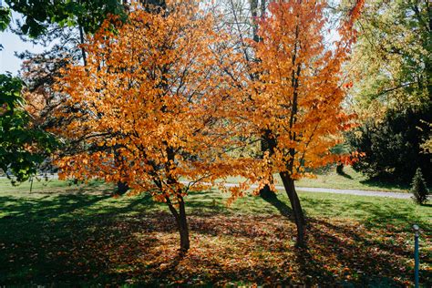 Do Birch Trees Change Color In Fall