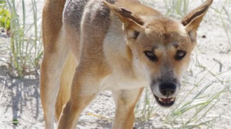 Fraser Island: Dingo bites six-year-old in sand dunes