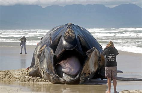 Whale Carcass Washes Up In South Africa - Business Insider