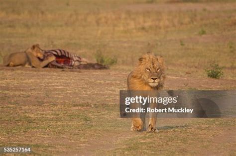 Lions Feeding High-Res Stock Photo - Getty Images