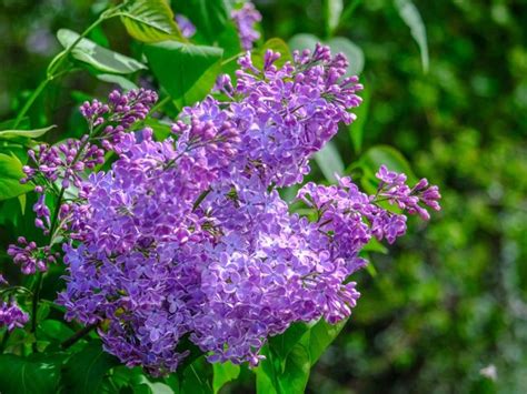 Lilac Bark Shedding - What Causes Bark To Peel On Lilac