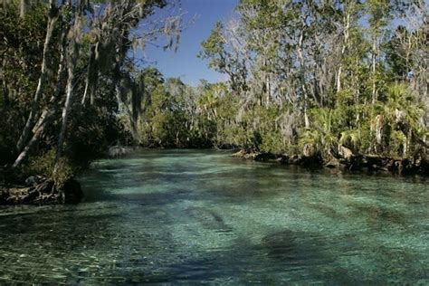 Free picture: underwater, photography, fish, manatee