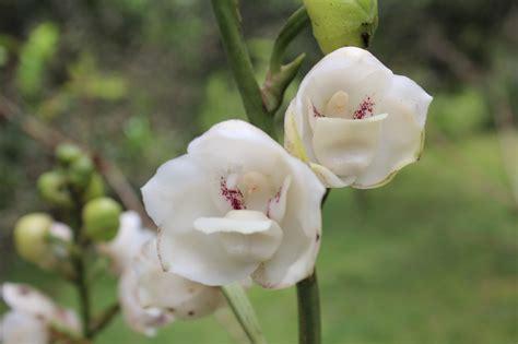 La belleza de la flor del Espíritu Santo | Critica