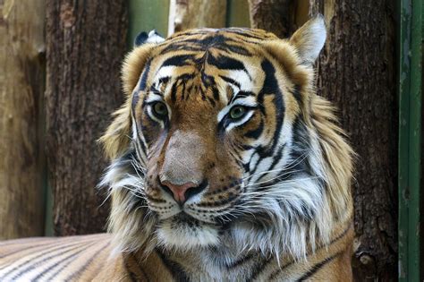 'Tiger King' Zoo Shuts Down With Immediate Effect — Species Unite