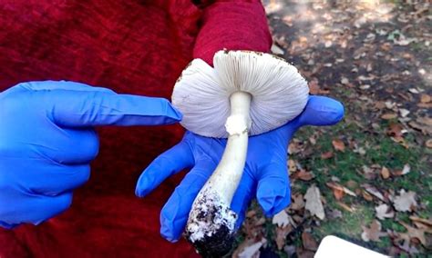 How to identify the fatal death cap mushroom this bumper season – video ...