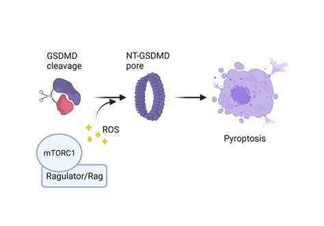 Metabolic and oxidative stress regulation of gasdermin D-mediated cell ...