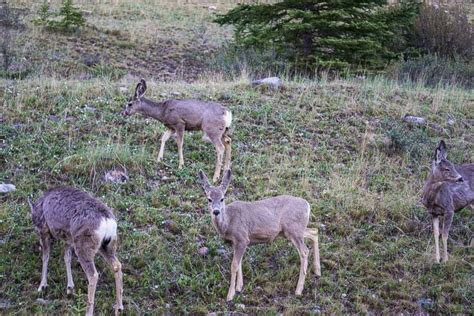 Wildlife in Canada: 10 Beautiful Animals You Can See (& Best Places to See Them)