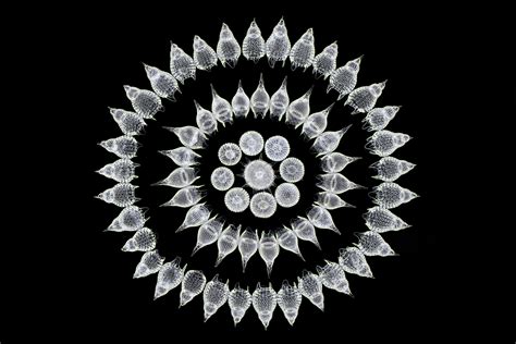 65 fossil Radiolarians (zooplankton) | Nikon’s Small World