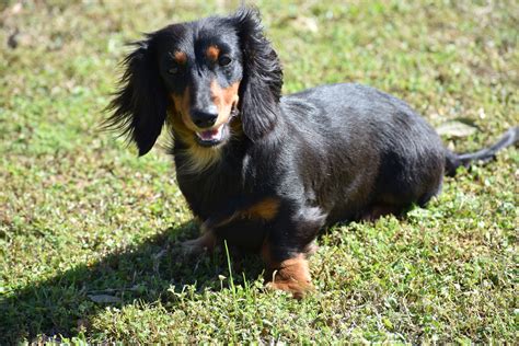 Black Brindle Dachshund - Photos All Recommendation