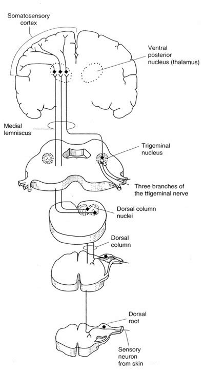 Somatosensory Evoked Potentials (SSEP) - NeurophysPedia