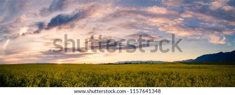 Canola Field Sunset Near Kalispell Montana Stock Photo 1157641348 | Shutterstock