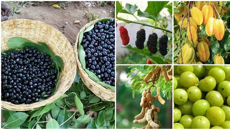 56 - Wild Sour Edible Fruits Of India || Indigenous Fruits || Tribal Area Fruits - YouTube