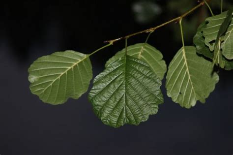 Aliso | Características, raíces, propiedades medicinales | Árbol, planta