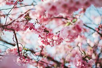 almond blossom, february, almond tree, blossom, bloom, almond, closed, flower, tree, plant | Pxfuel