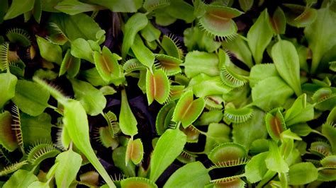 Venus Flytrap Wallpapers - Wallpaper Cave