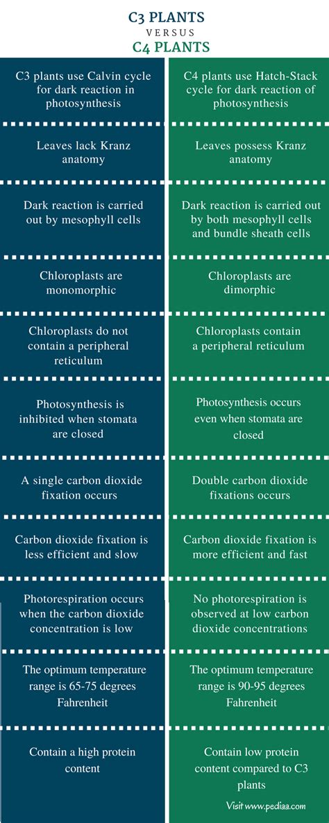 Difference Between C3 and C4 Plants | Definition, Characteristics, Features, Examples