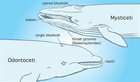 Sound View Camp - Family Campground / Outdoor Environmental Education - Whales vs Dolphins