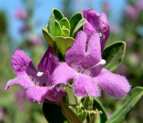 Texas Sage: Silver Leaf and Green Leaf Foliage Seeds for Humid Climates