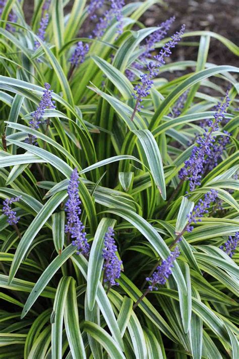 Liriope - Variegated Lilyturf - Sugar Creek Gardens