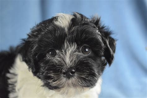 Havanese Puppies for Sale | Royal Flush Havanese