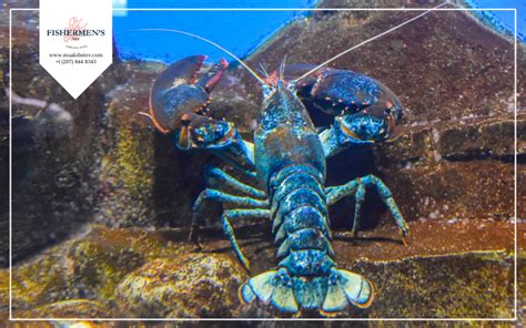 Warm Water vs Cold Water Lobster: What Is the Difference? – Fishermen's Net