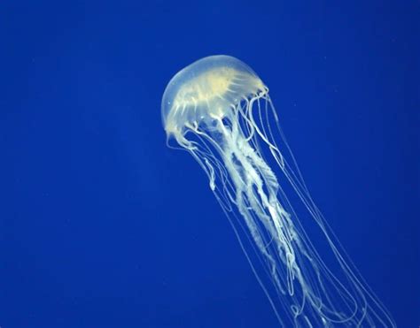 15 Mind-Blowing Box Jellyfish Facts - Fact Animal