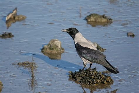 Hooded Crow - BirdWatch Ireland