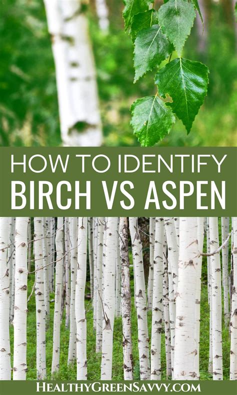 Birch vs Aspen Tree Identification (3 Easy Ways to Identify)