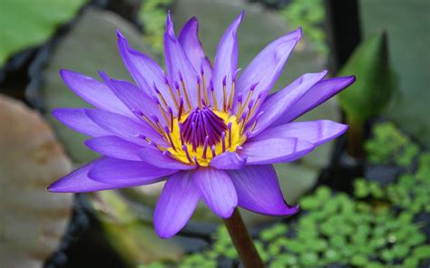 Lotus Flower Water Lily Purple Flower Landscape Wallpapers Hd For Mobile 3840x2400 ...