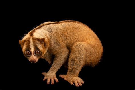 ANI094-00034 - Joel Sartore