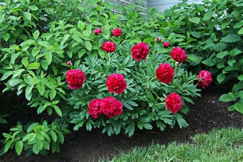 In the Fields : A Very Special Peony