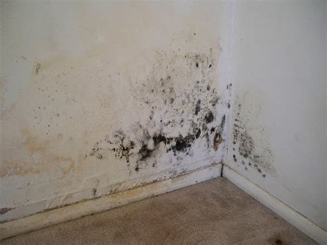 Difference between mold and mildew