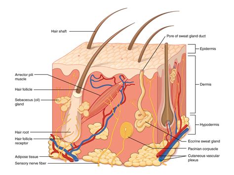 POSTECH UNIVERSITY DEVELOPS 3D BIOPRINTING TECHNIQUE THAT GROWS HUMAN SKIN IN JUST 2 WEEKS ...