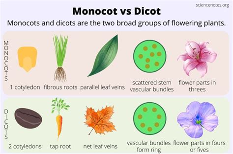 Monocot and Dicot Difference - JaylanilZuniga