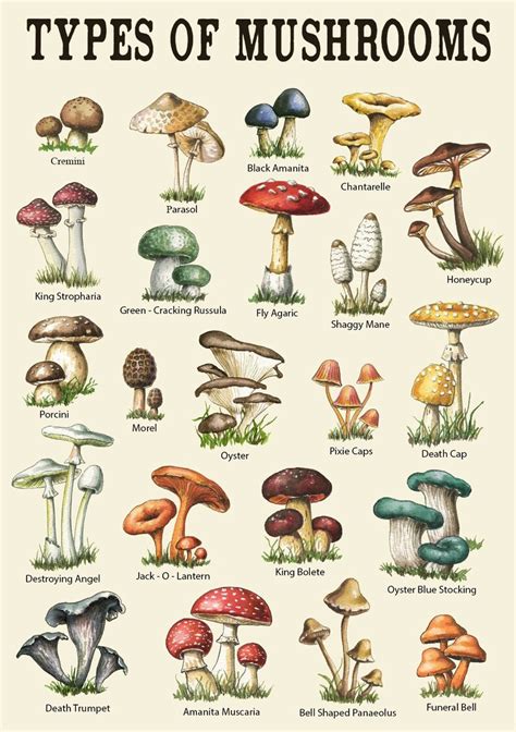 Mushroom Poster, Mushroom Chart Poster, Types of Mushrooms Poster ...