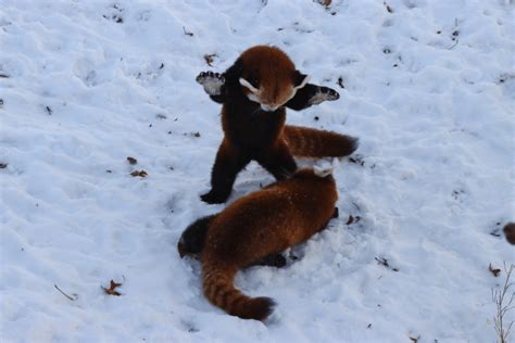 Red Pandas In Snow