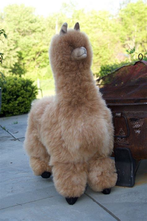 Fluffy alpaca : r/alpaca